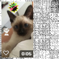 Siyam Kedisi, Kedi  MOCHA KARABULUT fotoğrafı