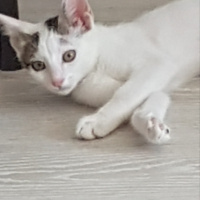 Tekir Kedi, Kedi  Şila fotoğrafı