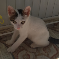 Tekir Kedi, Kedi  Şila fotoğrafı