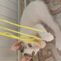 Tekir Kedi, Kedi  Şila fotoğrafı