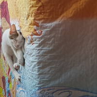 Tekir Kedi, Kedi  Şila fotoğrafı