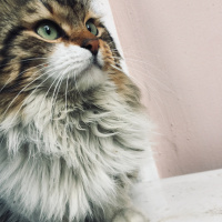 Tekir Kedi, Kedi  Mia fotoğrafı