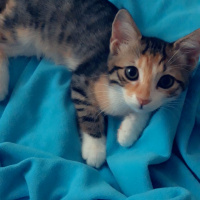 Tekir Kedi, Kedi  Neşeli ve sürmeli fotoğrafı