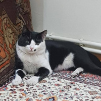 Tekir Kedi, Kedi  ziya fotoğrafı