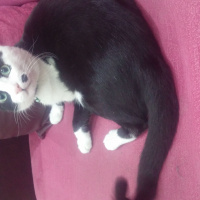 Tekir Kedi, Kedi  ziya fotoğrafı
