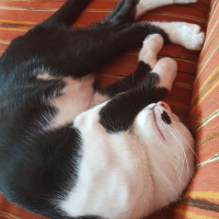 Tekir Kedi, Kedi  ziya fotoğrafı