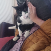 Tekir Kedi, Kedi  ziya fotoğrafı