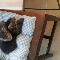 Tekir Kedi, Kedi  bittle ve juıce fotoğrafı