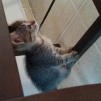 Tekir Kedi, Kedi  bittle ve juıce fotoğrafı