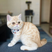 Exotic Shorthair, Kedi  Pardeck fotoğrafı