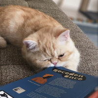 Exotic Shorthair, Kedi  Pardeck fotoğrafı