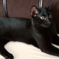 Tekir Kedi, Kedi  Atos fotoğrafı