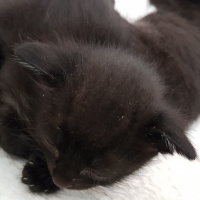 Tekir Kedi, Kedi  Atos fotoğrafı