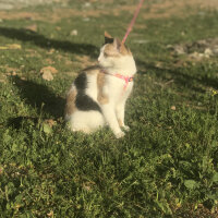 Tekir Kedi, Kedi  Garip fotoğrafı