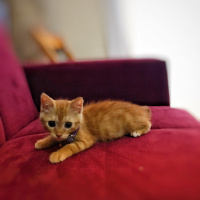 Tekir Kedi, Kedi  Tarçın fotoğrafı