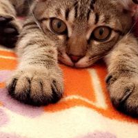 Scottish Fold, Kedi  Scoth fotoğrafı