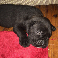 Cane Corso Italiano, Köpek  Erkek Cane Corso 2 Aylık fotoğrafı
