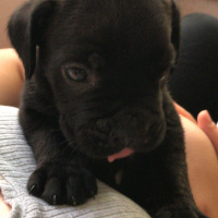 Cane Corso Italiano, Köpek  Erkek Cane Corso 2 Aylık fotoğrafı