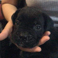 Cane Corso Italiano, Köpek  Erkek Cane Corso 2 Aylık fotoğrafı