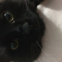 Bombay, Kedi  Gollum fotoğrafı