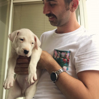 Dogo Arjantin, Köpek  Body fotoğrafı