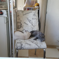 British Shorthair, Kedi  Scotish strang fotoğrafı