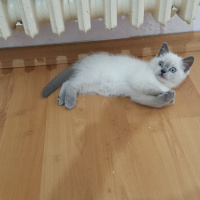 British Shorthair, Kedi  Scotish strang fotoğrafı