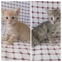 Tekir Kedi, Kedi  Ismi yok fotoğrafı