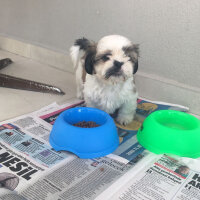 Shih Tzu, Köpek  NANCY fotoğrafı