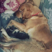 Golden Retriever, Köpek  Deniz fotoğrafı