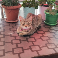 Tekir Kedi, Kedi  Ponçik fotoğrafı