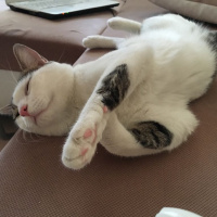 Tekir Kedi, Kedi  moria fotoğrafı