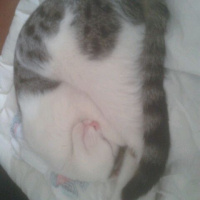 Tekir Kedi, Kedi  moria fotoğrafı
