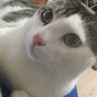 Tekir Kedi, Kedi  moria fotoğrafı