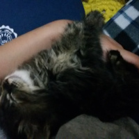 Tekir Kedi, Kedi  Sümbül fotoğrafı