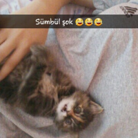 Tekir Kedi, Kedi  Sümbül fotoğrafı