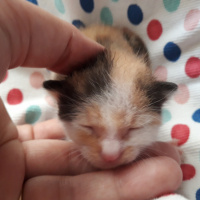 Tekir Kedi, Kedi  Süt Anne istiyor fotoğrafı