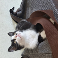 Tekir Kedi, Kedi  Fıstık fotoğrafı