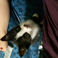 Tekir Kedi, Kedi  Fıstık fotoğrafı
