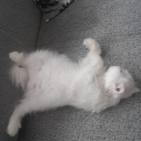 İran Kedisi (Persian), Kedi  Pamuk fotoğrafı