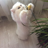 İran Kedisi (Persian), Kedi  Pamuk fotoğrafı
