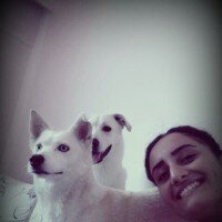 Akbaş, Köpek  Pars fotoğrafı