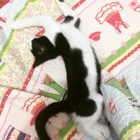 Tekir Kedi, Kedi  Zeytin fotoğrafı