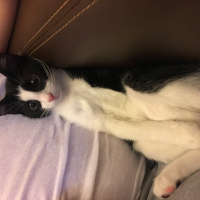 Tekir Kedi, Kedi  Zeytin fotoğrafı