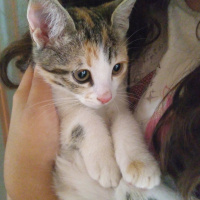Tekir Kedi, Kedi  Prenses fotoğrafı