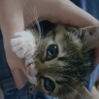 Tekir Kedi, Kedi  Ati fotoğrafı