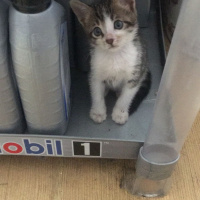 Tekir Kedi, Kedi  Ati fotoğrafı