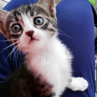 Tekir Kedi, Kedi  Nisan fotoğrafı