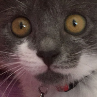 Tekir Kedi, Kedi  Mia fotoğrafı