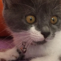 Tekir Kedi, Kedi  Mia fotoğrafı